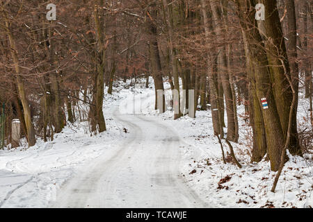 Verschneite Straße durch einen Wald in der Nähe von devinska Kobyla, Bratislava, Slowakei führenden Stockfoto