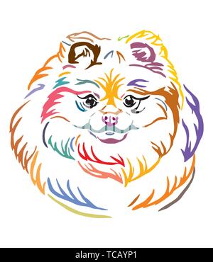 Bunt dekorativ Übersicht Porträt der pomeranian Hund, Vector Illustration in verschiedenen Farben auf weißem Hintergrund. Bild für Design und Ta Stock Vektor