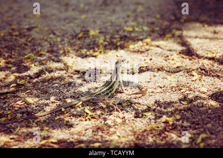 Garten Eidechse. Eidechse im Dschungel. Vietnam. Stockfoto
