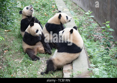 Eine Gruppe von pandas Stockfoto