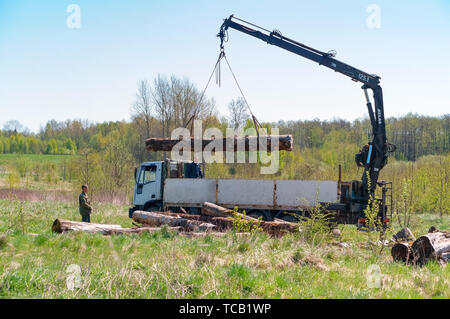 Laden der Protokolle auf dem Stapler, Kran für das Laden von Schnittholz, der Region Kaliningrad, Russland, 1. Mai 2019 Stockfoto