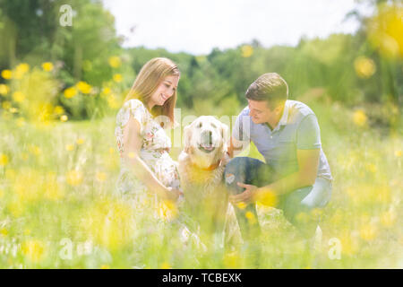 Junge glücklich schwanger Paar petting es Golden Retriever Hund draußen in der Wiese. Stockfoto