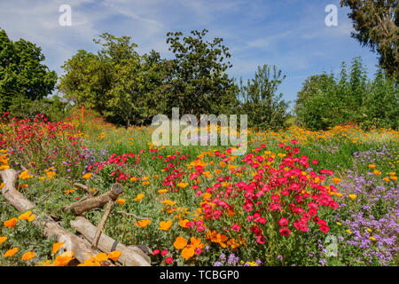 Orange Kalifornischer Mohn Blume Blüte in Los Angeles, Kalifornien Stockfoto