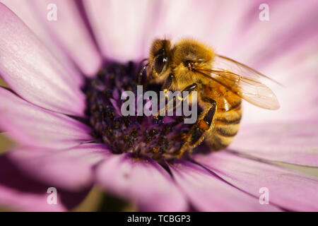 Honig Biene auf Osteospermum Cape daisy Lila Blume. Stockfoto