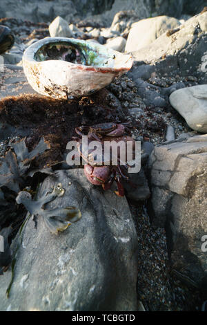 Rock Krabben krochen über Felsen Stockfoto