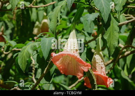 Nahaufnahme von Brugmansia versicolor Blume Blüte in Los Angeles, Kalifornien Stockfoto