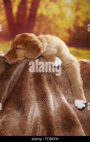 Nova Scotia Duck Tolling Retriever Welpen schlafen Stockfoto