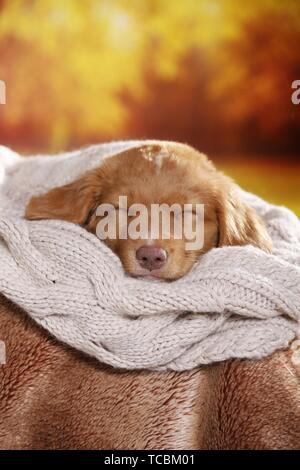 Nova Scotia Duck Tolling Retriever Welpen schlafen Stockfoto