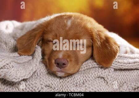 Nova Scotia Duck Tolling Retriever Welpen schlafen Stockfoto