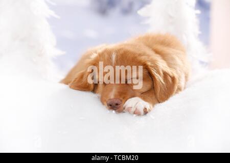 Nova Scotia Duck Tolling Retriever Welpen schlafen Stockfoto