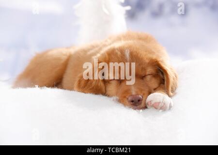 Nova Scotia Duck Tolling Retriever Welpen schlafen Stockfoto