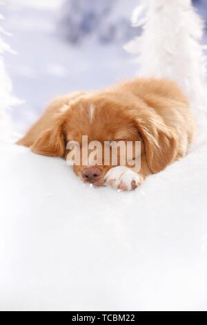 Nova Scotia Duck Tolling Retriever Welpen schlafen Stockfoto