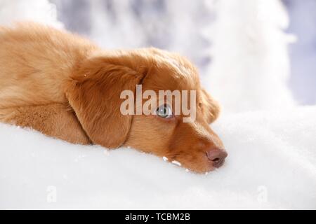 Nova Scotia Duck Tolling Retriever Welpe Stockfoto