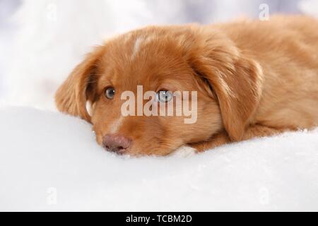 Nova Scotia Duck Tolling Retriever Welpe Stockfoto