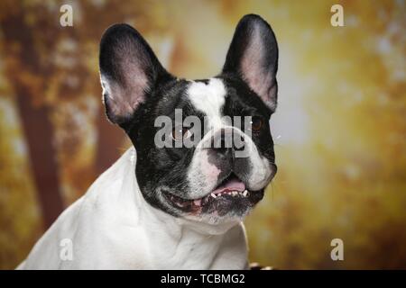 Französische Bulldogge Portrait Stockfoto