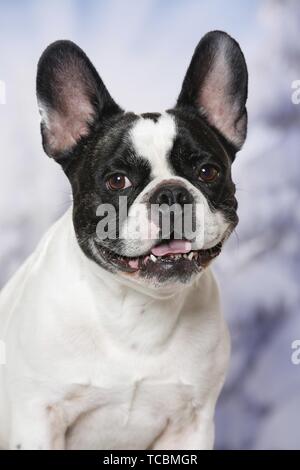 Französische Bulldogge Portrait Stockfoto