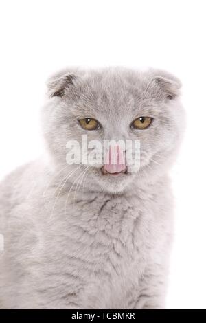 Scottish Fold-Portrait Stockfoto