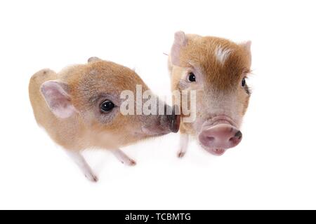 Micro Schweine Stockfoto