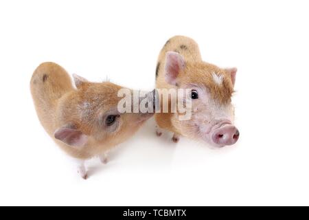 Micro Schweine Stockfoto
