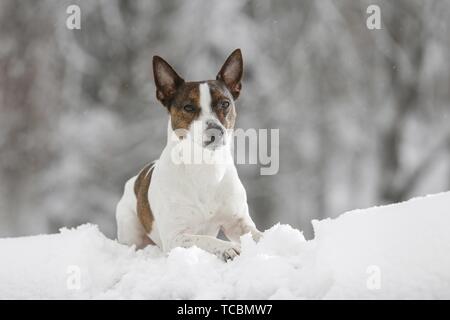 Jack Russell Terrier liegt im Schnee Stockfoto