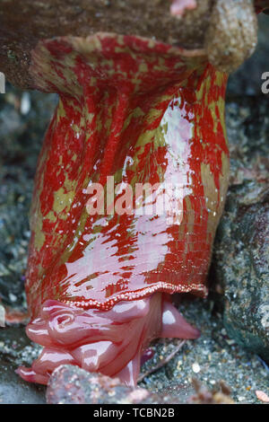 Red Sea Anemone Stockfoto