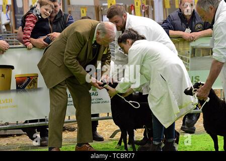 Torwen Welsh Mountain' Dachs Gesicht' Schafe auf der Royal Welsh Frühlingsfest beurteilt Stockfoto