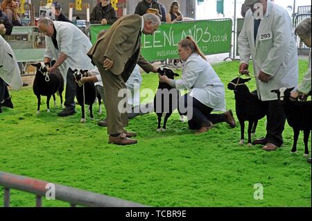 Torwen Welsh Mountain' Dachs Gesicht' Schafe auf der Royal Welsh Frühlingsfest beurteilt Stockfoto