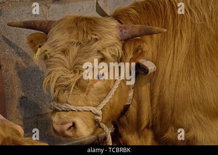 Highland Rinder in der Vieh-schuppen auf der Royal Welsh Frühlingsfest ruhen Stockfoto