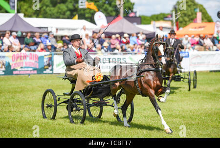 Ardingly UK, 6. Juni 2019 - Action im Ring auf den ersten Tag der Süden Englands zeigen, gehalten an der Ardingly Showground in Sussex. Die jährliche landwirtschaftliche zeigen Highlights die besten in die britische Landwirtschaft und produzieren und zieht Tausende von Besuchern an drei Tagen. Foto: Simon Dack/Alamy leben Nachrichten Stockfoto