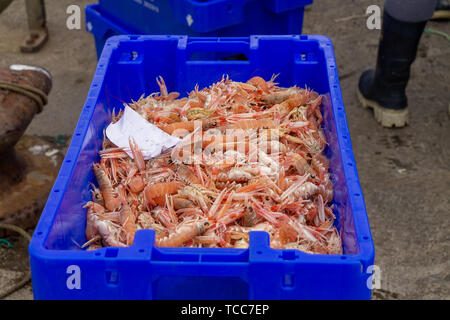 Union Hall, West Cork, Irland, 7. Juni 2019, einer anderen warmen Start in den Tag und ein feiner Fang von Garnelen und weißen Fisch kommt an Land in der Union Halle. Die Garnelen sind für ausländische Märkte bestimmt. Kredit aphperspective/Alamy leben Nachrichten Stockfoto