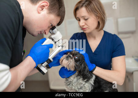 Eine tierärztliche Augenarzt macht ein medizinisches Verfahren, untersucht die Augen eines Hundes mit einem verletzten Auge und eine assisent hilft ihr, ihren Kopf zu halten. Eine v Stockfoto