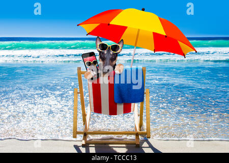 Bull Terrier Hund ausruhen und entspannen auf einer Hängematte oder Liegestuhl unter dem Sonnenschirm am Strand Ocean Shore, auf Sommer Urlaub Ferien eine selfi Stockfoto
