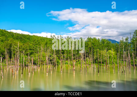 Blaue Teich (Aoiike) mit Reflexion der Baum im Sommer, in der Nähe der Shirogane Onsen in Biei Stadt, Hokkaido, Japan. Stockfoto