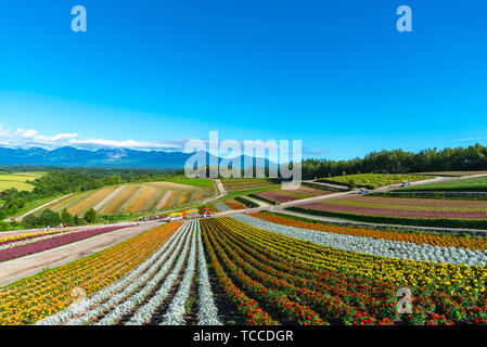 Lebendige blumen Streifen Muster zieht Besucher an. Panoramablick auf die bunte Blume im Feld Shikisai - nein - Oka, ein sehr beliebter Ort für Besichtigungen in Biei Stadt, Stockfoto