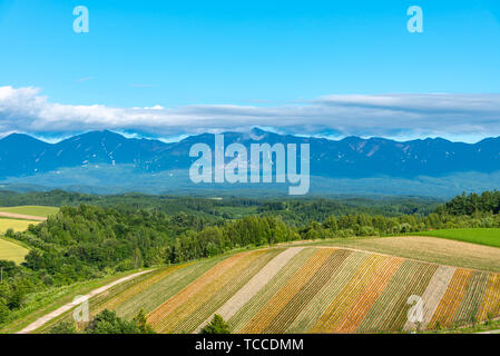 Lebendige blumen Streifen Muster zieht Besucher an. Panoramablick auf die bunte Blume im Feld Shikisai - nein - Oka, ein sehr beliebter Ort für Besichtigungen in Biei Stadt, Stockfoto