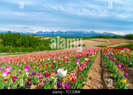 Lebendige blumen Streifen Muster zieht Besucher an. Panoramablick auf die bunte Blume im Feld Shikisai - nein - Oka, ein sehr beliebter Ort für Besichtigungen in Biei Stadt, Stockfoto