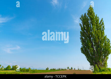 Ken & Maria Baum, eine große Pappel. Berühmte Stelle in Biei Stadt, Hokkaido, Japan Stockfoto