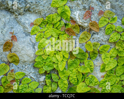 Bild von überwucherte alte Steinmauer mit grünen Pflanzen, Nahaufnahme, Hintergrund Konzept, flach Stockfoto