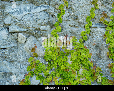 Bild von überwucherte alte Steinmauer mit grünen Pflanzen, Nahaufnahme, Hintergrund Konzept, flach Stockfoto