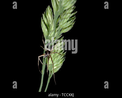 Eine schwarze Spinne Jagd in das grüne Gras im Sommer Stockfoto