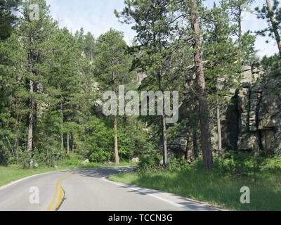 Schöne kurvenreiche Straße entlang Nadeln Highway, Custer State Park, umgeben von hohen Pinien und Felsformationen in South Dakota. Stockfoto