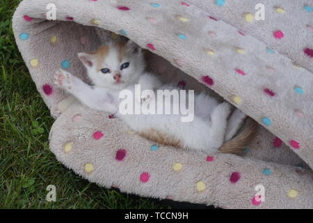 Kleine süße Kitty ganz entspannt in einem Korb Stockfoto