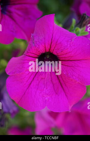 Makroaufnahme eines wunderschönen rosa Petunia Stockfoto