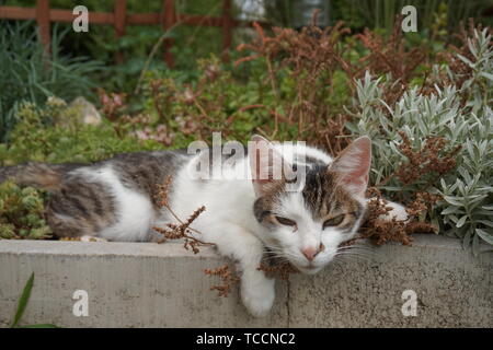 Süße Katze liegt in einem Blumenbeet und völlig entspannt Stockfoto