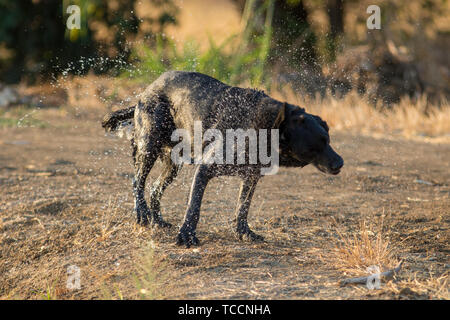 Schwarzer Labrador Retriever schüttelte Wasser. Stockfoto