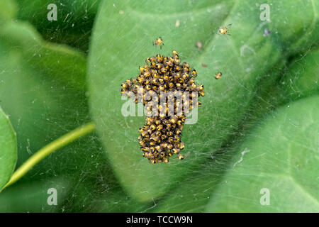 Makroaufnahme von Baby-europäischen Gartenspinnen in einem Baumschulballnetz, Vancouver, BC, Kanada Stockfoto