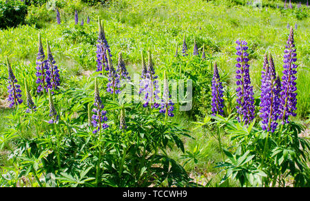 Lupin oder lupinen Lupinus perennis, in einem hellen Blau Lila Farbe wild wachsen im Feld Stockfoto