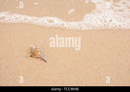 Single Shell am Strand Stockfoto