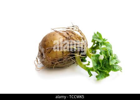 Kartoffelknolle mit neuen grünen Sprossen isoliert auf Weiss. Bereit zu pflanzen. Stockfoto