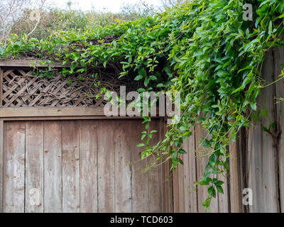 Sträucher, Rebstöcke, Blätter, Äste über den holzzaun von zu Hause wächst Stockfoto